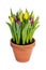 Homegrown yellow and purple tulips in flower pot isolated on white