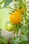 Homegrown yellow tomato