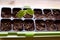 Homegrown young, delicate sugar pea sprout with healthy green leaves growing in gardening seedling container with fresh