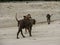 Homeles dogs walking on the beach