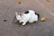 A Homeles White Cat thatâ€™s eating the leftover fish being surprised. Glaring Cat wallpaper