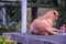 Homeless aspin street dog sitting alone on the concrete bench in the park