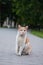 Homeless beautiful emotional white red cat sitting on warm road summer evening