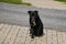 Homeless black dog lies on the paving slabs. Selective focus