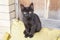 Homeless black kitten sits near a barn