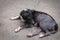 Homeless black stray dog on street road in asia