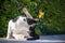 Homeless black white street cat basks sun, lies bench park licks itself greenery