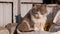 A Homeless, Bored, Gray Lonely Cat Sits Among Stones near the Fence on Street