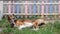 Homeless Borzoi dog breed with a bandage on his neck nibbles and licks a paw in order to get rid of fleas