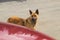 Homeless brown dog on the road. mixed breed dog