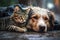 Homeless Cat and Dog Lying Together During Rain Outside