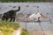 Homeless cat drinking water