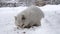 Homeless cat eating dry cat food on snow in cold weather in russian village