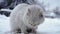 Homeless cat eating dry cat food on snow in cold weather in russian village