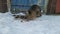 homeless cat eats fish on the street in winter.
