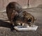 Homeless cat eats food