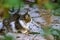 Homeless cat on empty street sadness and solitude feelings, unfocused foreground frame foliage