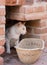 Homeless cat with food basket.