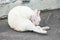 The homeless cat lives in a temple in Thailand.