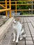 Homeless cat outdoors. Portrait of lonely red striped street cat with hard fate and scratches on muzzle.