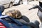 Homeless cat rests on motorbike seat. Stray tabby cat curled up into ball and sleeping on the seat of a parked motorcycle or