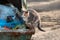 Homeless cat scavenging food on trash dumpster