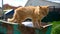 Homeless cat seeking a food in dumpster or trash bin. problem of protecting animals