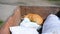 Homeless cat seeking a food in dumpster or trash bin. problem of protecting animals