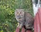 Homeless cat sits on a painted bench in a rural cemetery