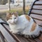 Homeless cat sits on a wooden bench in the Park, square composition