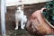 Homeless cat sitting on the ground in a village outside. Serious expression of bewilderment, confusion, reproach on the face.