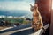 Homeless cat sitting on hotel terrace outdoors on Santorini island