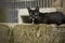 Homeless cat on the street. Black and white cat in the yard