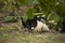 Homeless cat on the street. Black and white cat in the yard