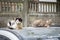 Homeless cats on car roof. Wild cats sitting on car and looking at camera. Street animals. Dirty homeless pet. City life.