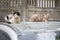 Homeless cats on car roof. Wild cats sitting on car and looking at camera. Street animals. Dirty homeless pet. City life.