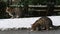 Homeless cats eat bread on the street