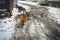 Homeless cats outdoors on winter day. Abandoned animals