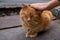 Homeless cats on the street take affection from a man and eat