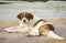 Homeless colorful dog lays in the sand on the beach