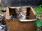 Homeless cute tabby kitten sits inside cardboard box amidst leaves, garbage, debris. Rescue, care of homeless animals on the