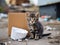 Homeless cute tabby kitten sits near cardboard box amidst leaves, garbage, debris. Rescue, care of homeless animals on the streets