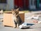 Homeless cute tabby kitten sits near cardboard box amidst leaves, garbage, debris. Rescue, care of homeless animals on the streets