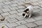 Homeless Cypriot street cat is playing with the fly on the paved littered street.