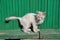 Homeless dirty white cat on a background of green fence