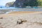 Homeless dog on the beach. Sleeping dog on sea coast, Asia. Adorable tired pet on hot summer day. Gray dog lying on sand.