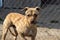 He homeless dog behind the bars looks with huge sad eyes with the hope of finding a home and a host