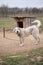 Homeless dog on a chain in a cage at the animal rescue shelter