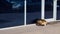 Homeless dog with chip sleeps horizontally