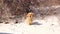 Homeless dog in the countryside basking in winter among the snow in cold weather
